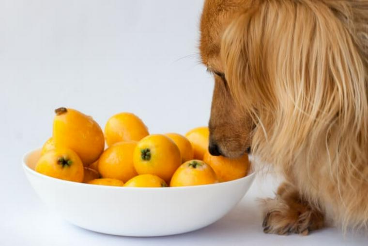 犬はびわを食べても大丈夫？葉や種に注意して免疫力アップや老化防止に